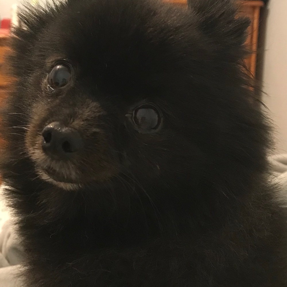 Meet your Posher, Lan